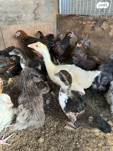 חיית משק מאראנס