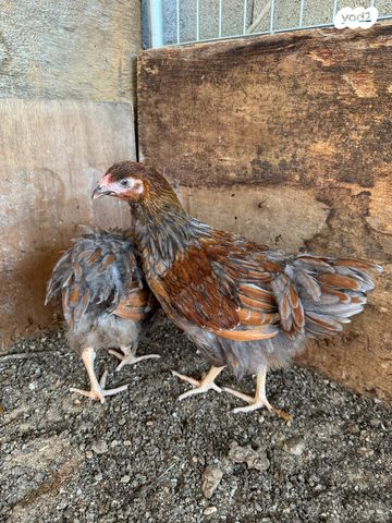 חיית משק מאראנס