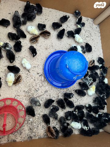 חיית משק פלימות רוק