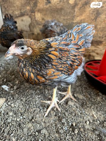 חיית משק מאראנס