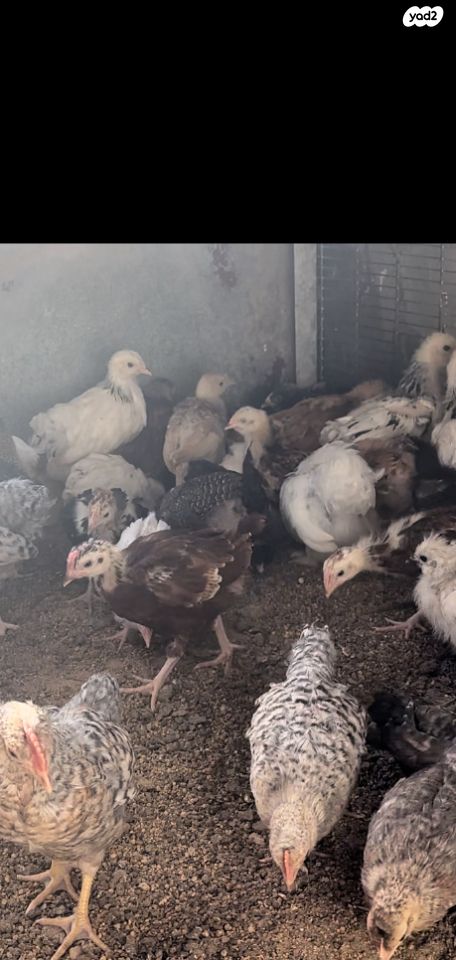 חיית משק פלימות רוק