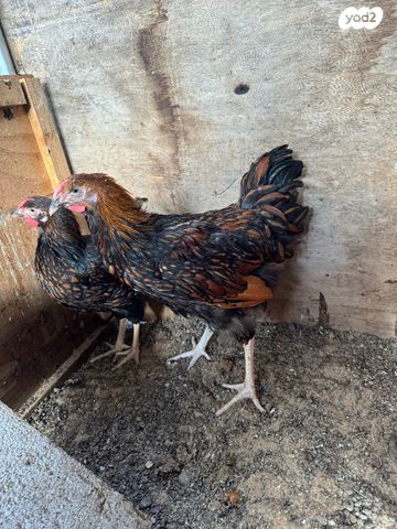 חיית משק מאראנס