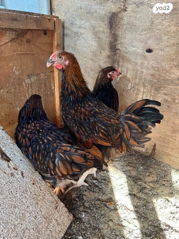 חיית משק מאראנס