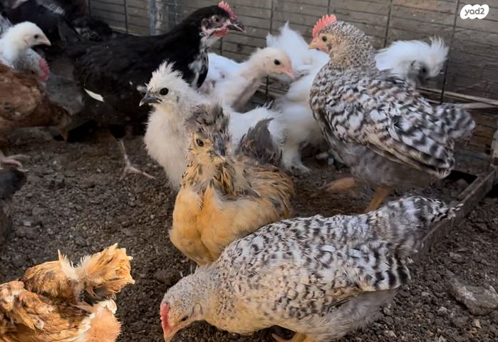 חיית משק פלימות רוק