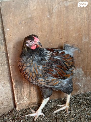 חיית משק ברהמה