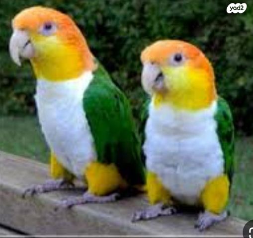 תמונת מודעה - חיות מחמד