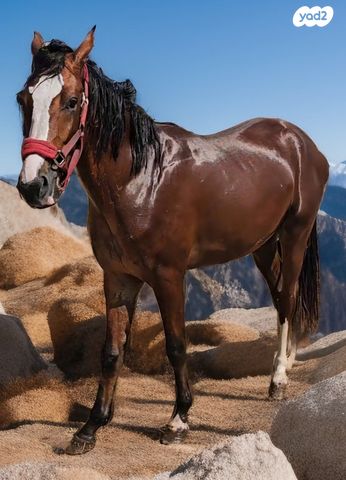 סוס סינגל פוט