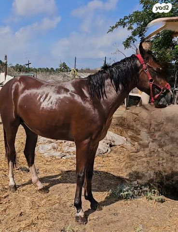 סוס סינגל פוט