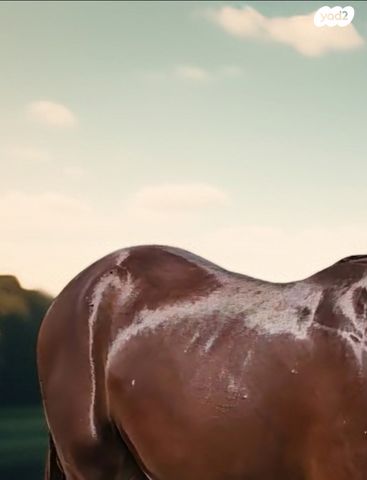 סוס סינגל פוט