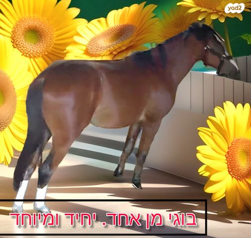 סוס סינגל פוט