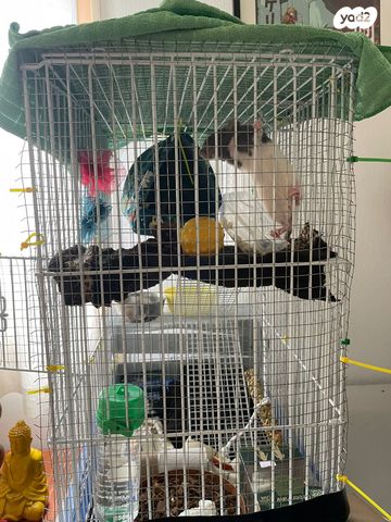 אביזרים | כלוב