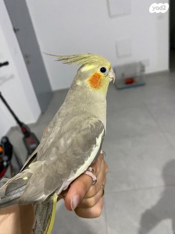 תמונת מודעה - חיות מחמד