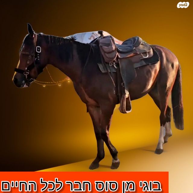 סוס סינגל פוט