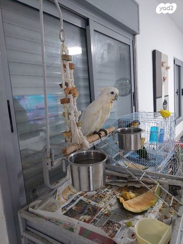 תוכי אקלקטוס