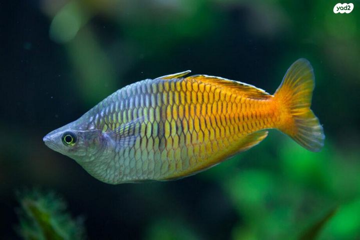 תמונת מודעה - חיות מחמד