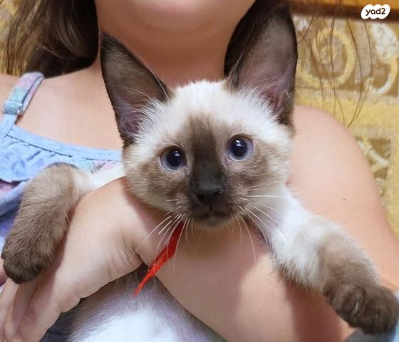 תמונת מודעה - חיות מחמד