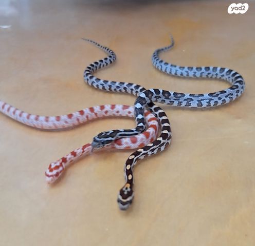 תמונת מודעה - חיות מחמד