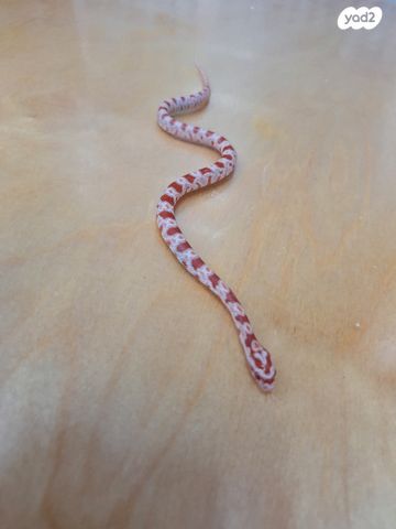 זוחל כרכן תירס