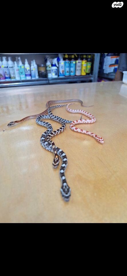 זוחל כרכן תירס