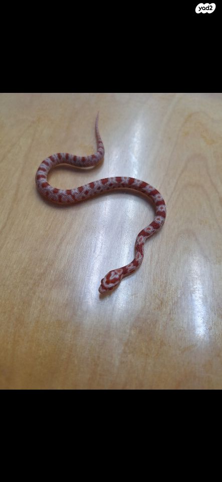 זוחל כרכן תירס