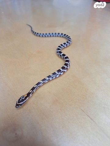 זוחל כרכן תירס