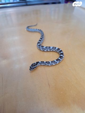 זוחל כרכן תירס