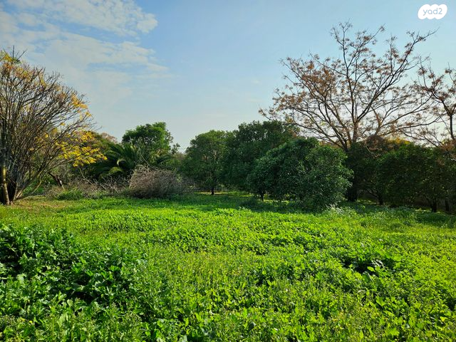 מגרשים, גני עם