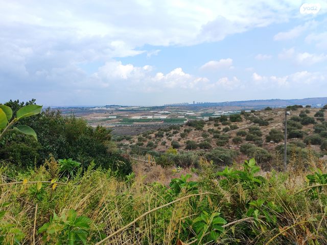 חרוב 