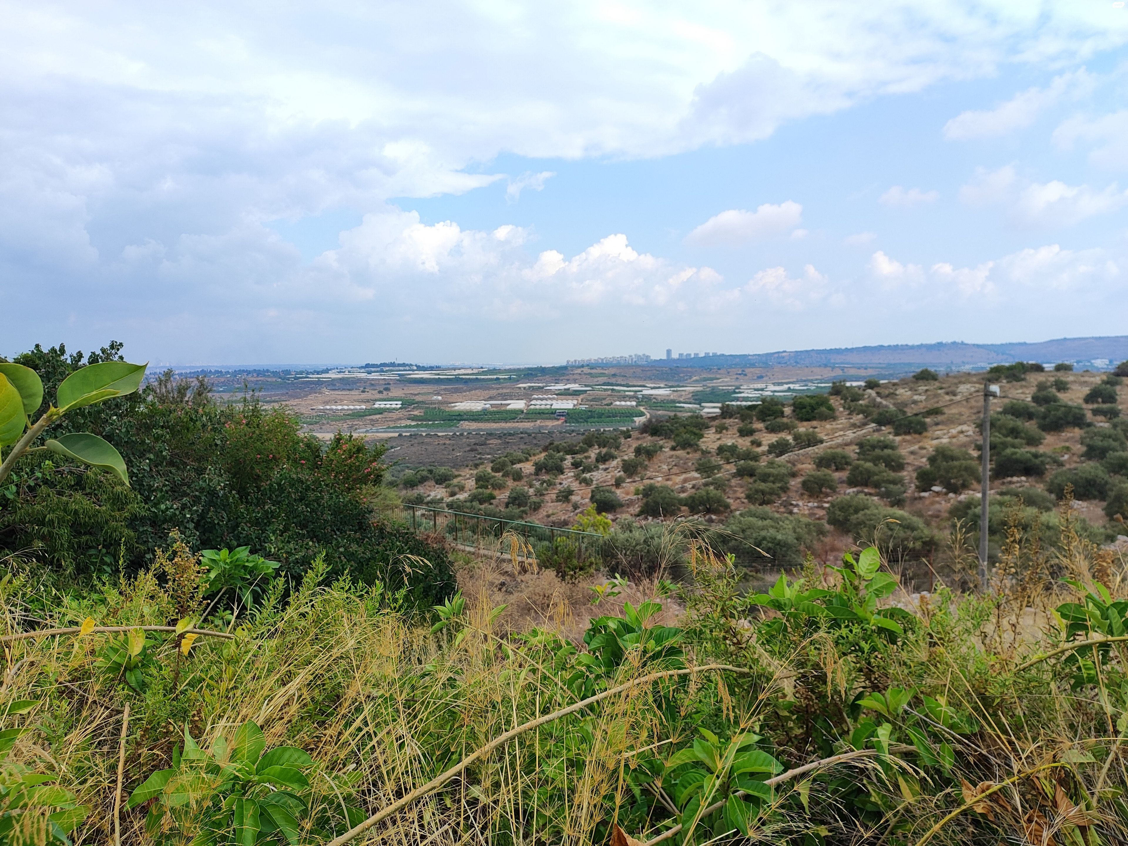 חרוב 