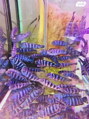 תמונת מודעה - חיות מחמד