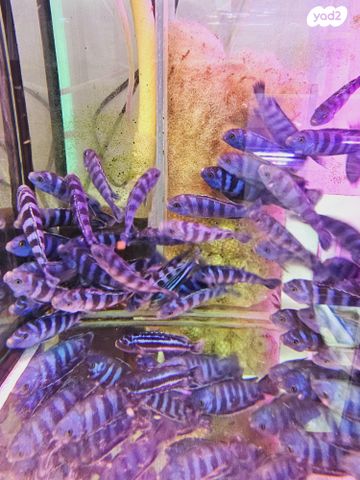 דג ציקלידים