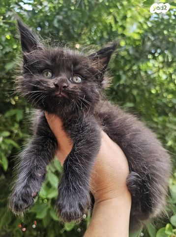 חתול מיין קון