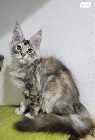 חתול מיין קון