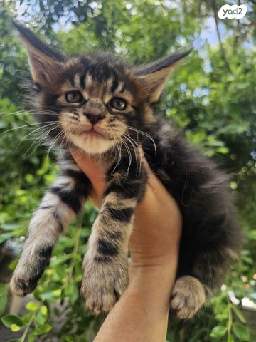 חתול מיין קון