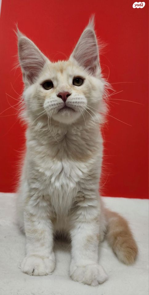 חתול מיין קון