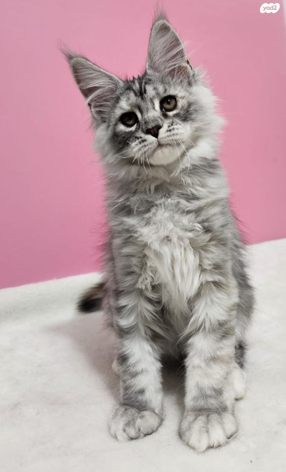 חתול מיין קון