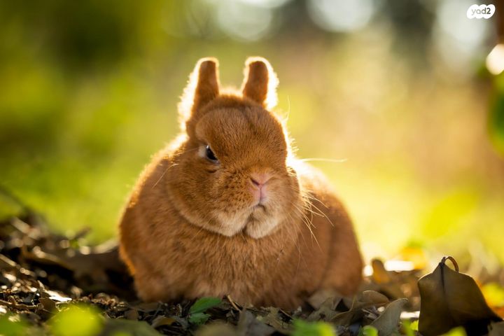 תמונת מודעה - חיות מחמד
