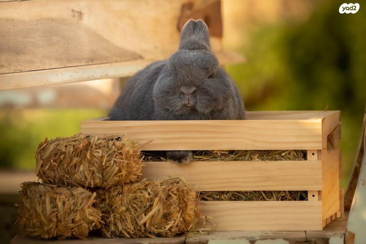 מכרסם ארנב ננסי