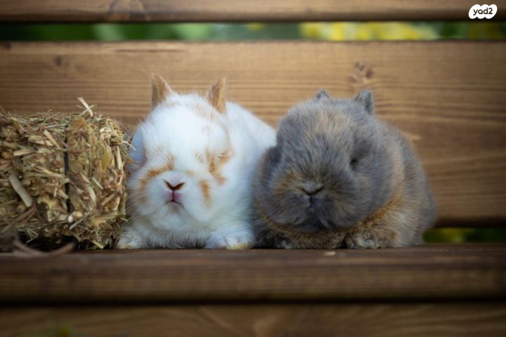 מכרסם ארנב ננסי