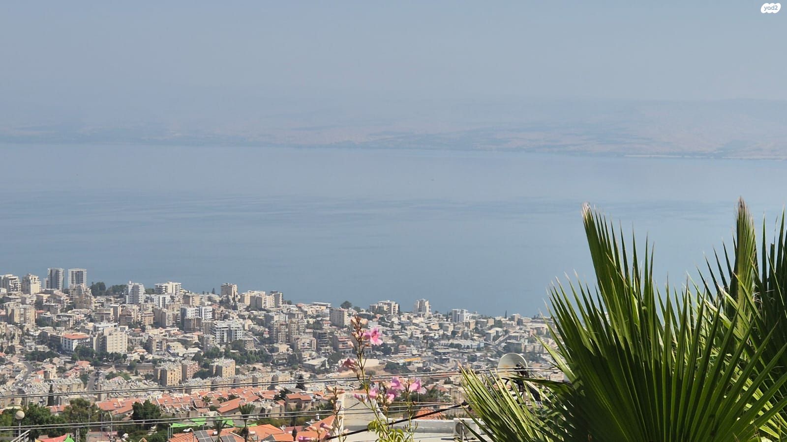 רקפת 