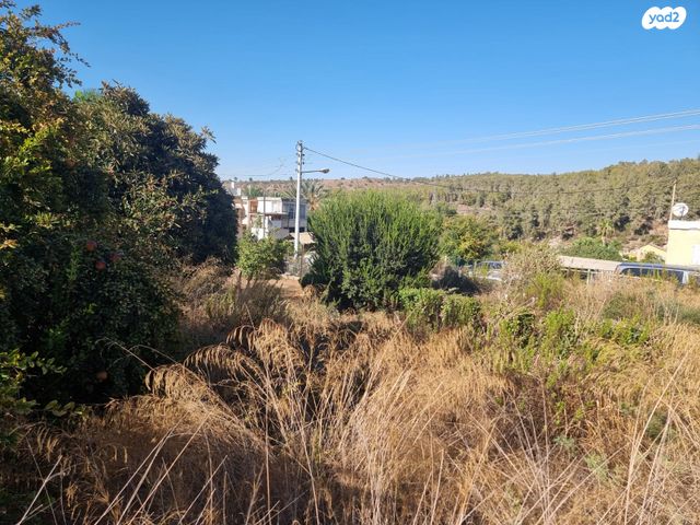 הכלנית 
