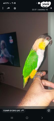 תמונת מודעה - חיות מחמד