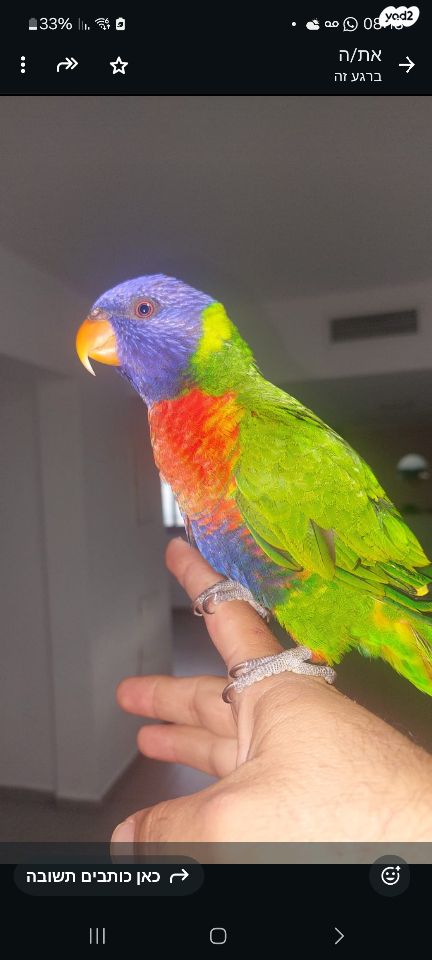 תמונת מודעה - חיות מחמד