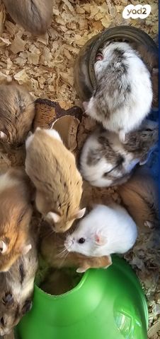 תמונת מודעה - חיות מחמד