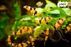 תמונת מודעה - חיות מחמד