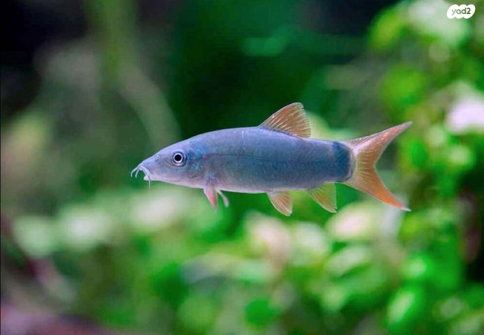 תמונת מודעה - חיות מחמד