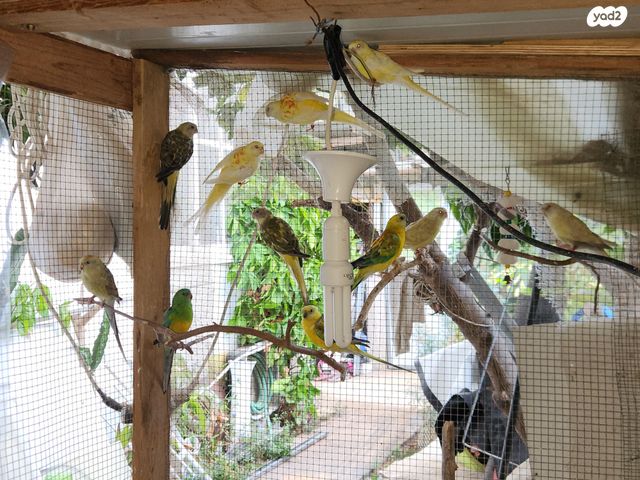 תמונת מודעה - חיות מחמד