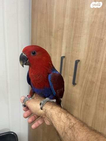 תוכי אקלקטוס