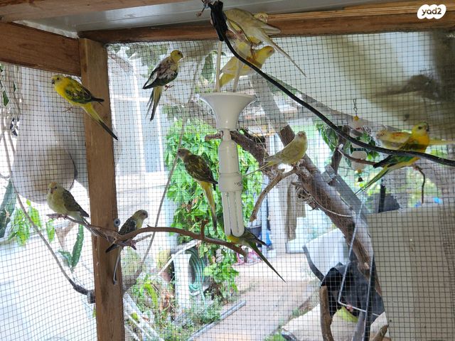 תוכי פרקיטים אוסטרלים