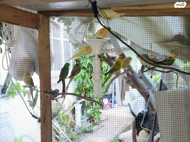 תוכי פרקיטים אוסטרלים